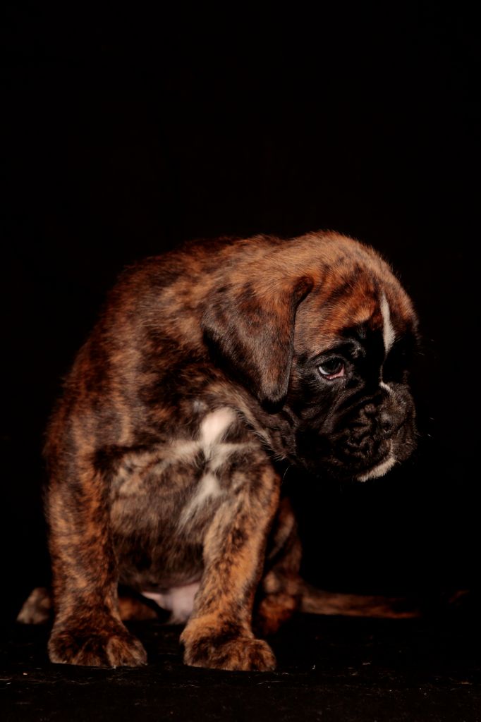 de la Mare du Carreau - Boxer - Portée née le 02/11/2024